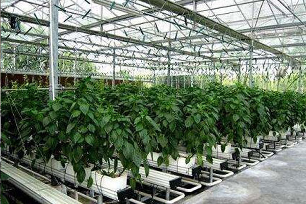 山东园艺科技公司恒温大棚项目